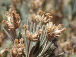 Image of Plantago webbii Barn.