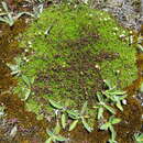 Image of Myosotis uniflora Hook. fil.