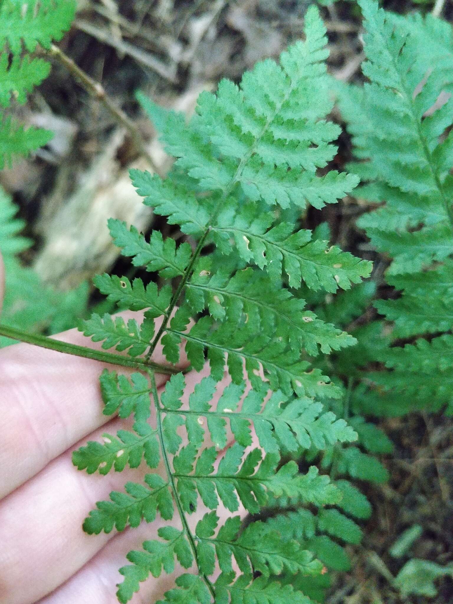 Image de Dryopteris triploidea Wherry