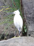 Image of Little Egret