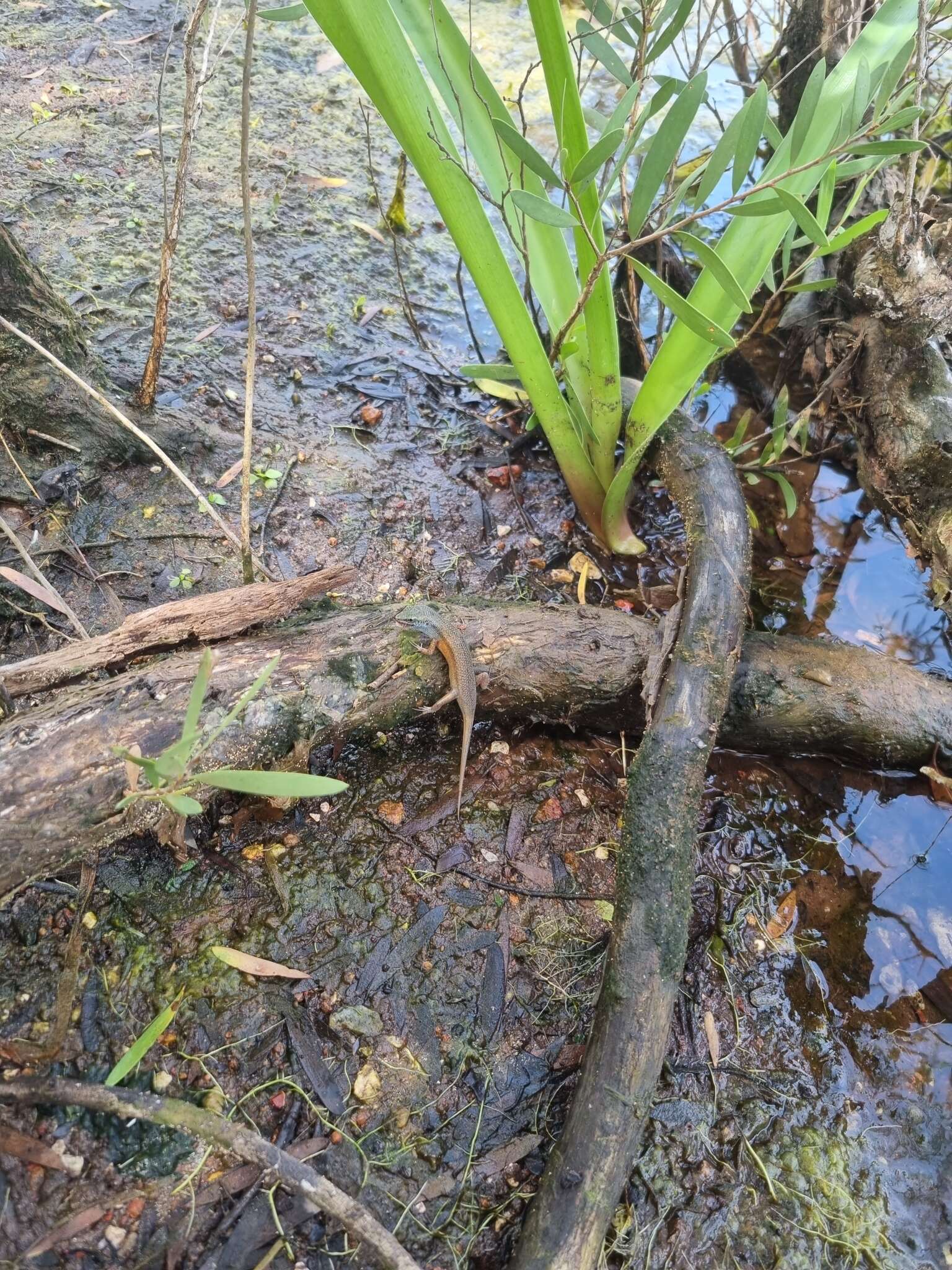 Image of Closed-litter Rainbow-skink