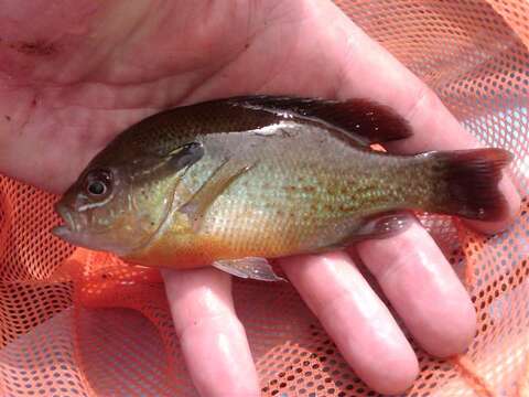 Image of Redbreast Sunfish