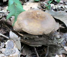 Image de Lactarius subplinthogalus Coker 1918