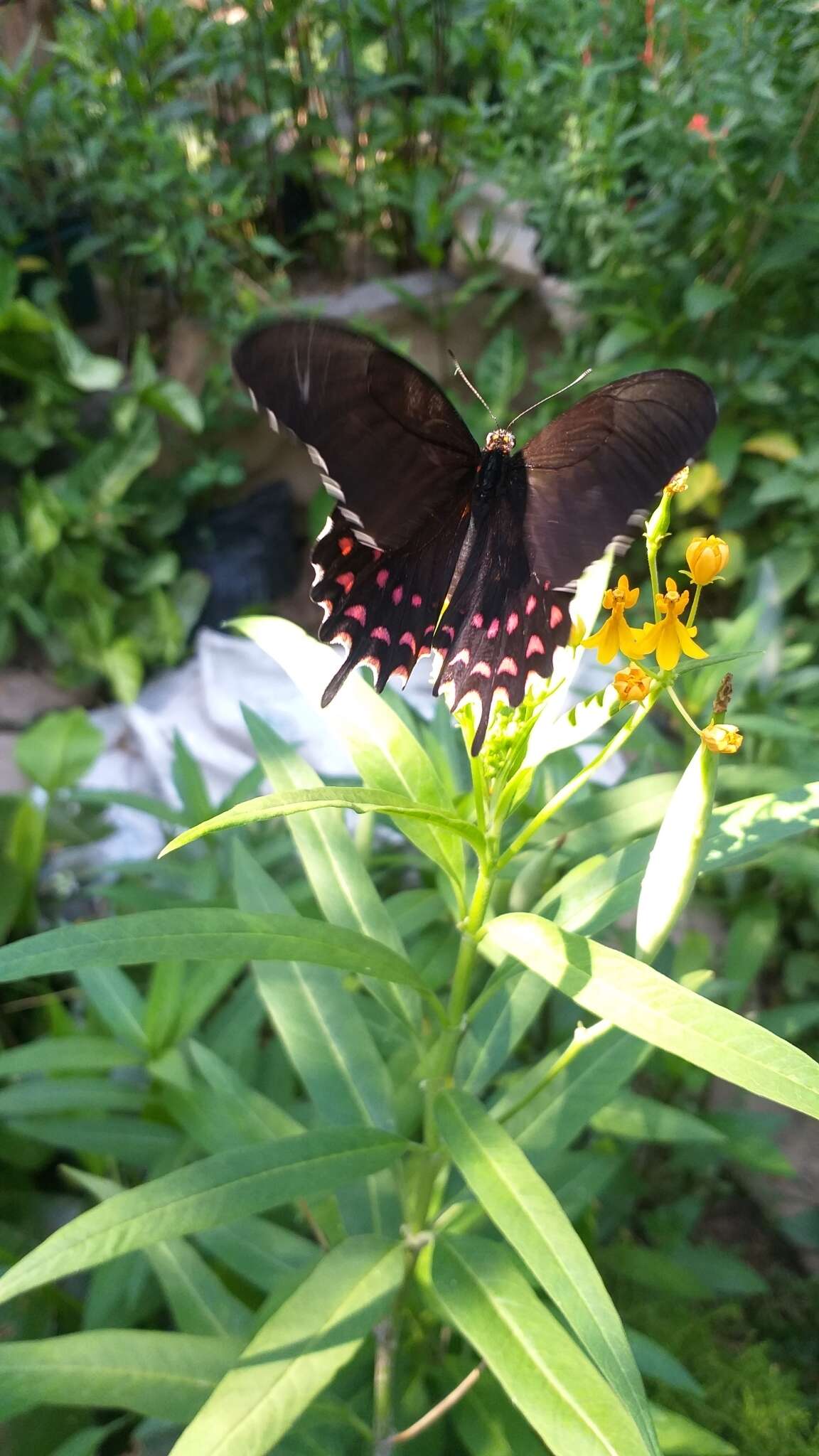 Image of Pink-spotted Swallowtail