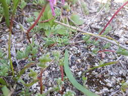 Image of Lampranthus peacockiae (L. Bol.) L. Bol.