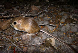 Image of Merriam's Kangaroo Rat