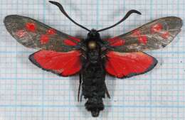 Image of six-spot burnet