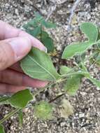 Image of desert passionflower