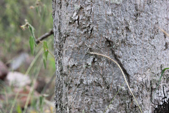 Image of (South-) Eastern Bark Snake