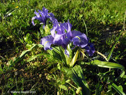 Imagem de Iris planifolia (Mill.) T. Durand & Schinz