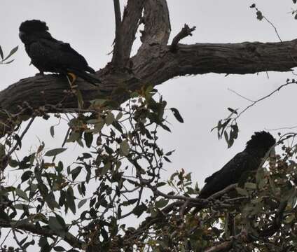 Imagem de Calyptorhynchus banksii graptogyne Schodde, Saunders, DA & Homberger 1989