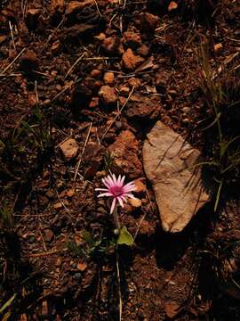 Image of Gerbera viridifolia (DC.) Sch. Bip.