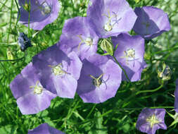 Image of tussock bellflower