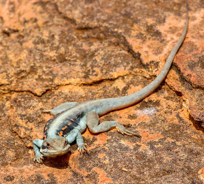 Imagem de Ctenophorus mirrityana Mclean, Moussalli, Sass & Stuart-fox 2013