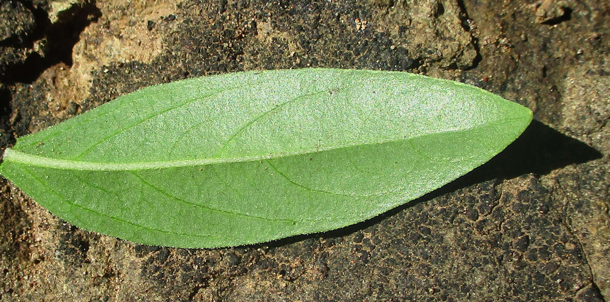 Image of Barleria lancifolia T. Anders.