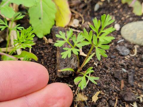 Imagem de Daucus carota subsp. sativus (Hoffm.) Schübl. & Martens