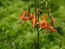 Image of Lilium leichtlinii var. maximowiczii (Regel) Baker