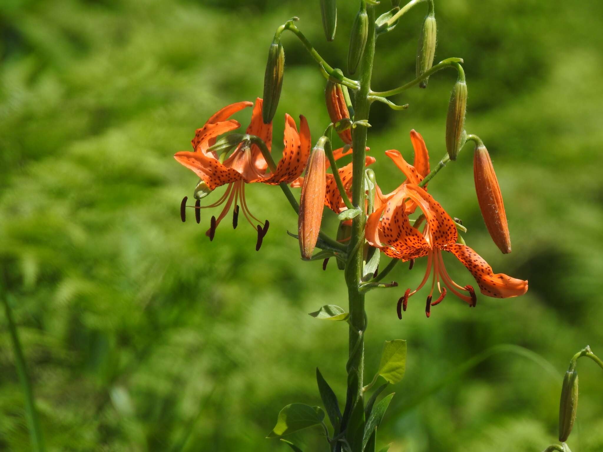 Image of Lilium leichtlinii var. maximowiczii (Regel) Baker