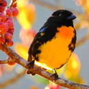 Image of Black-and-gold Tanager