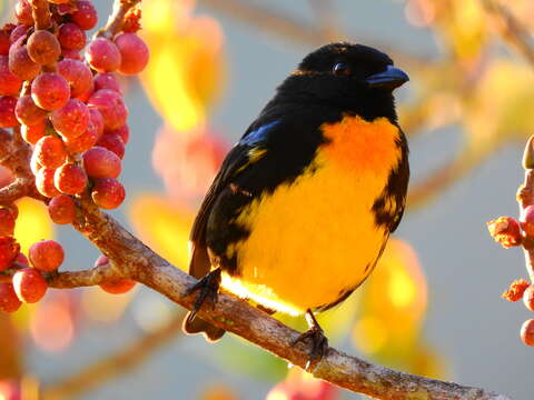 Image of Black-and-gold Tanager