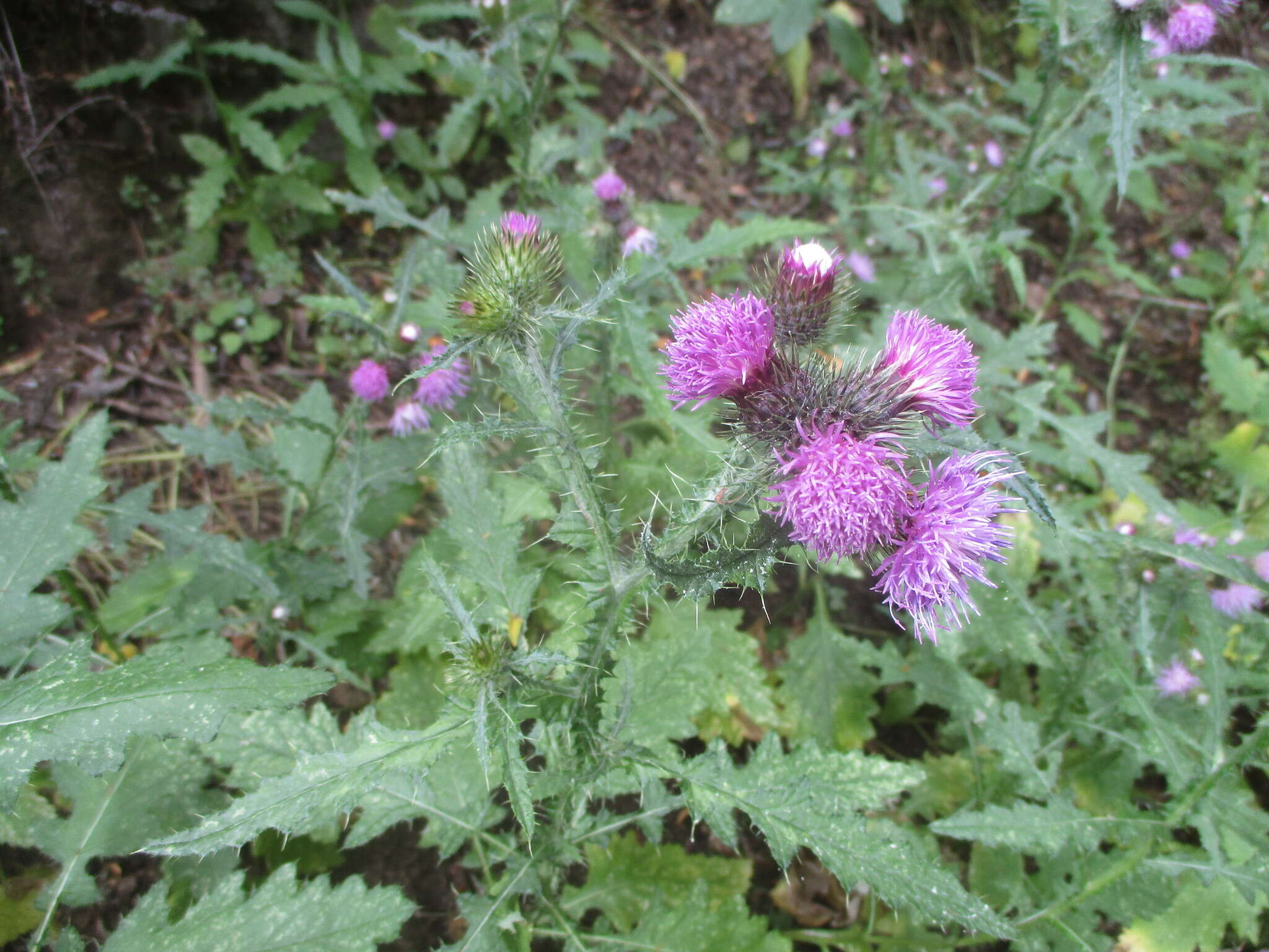 Carduus clavulatus Link的圖片