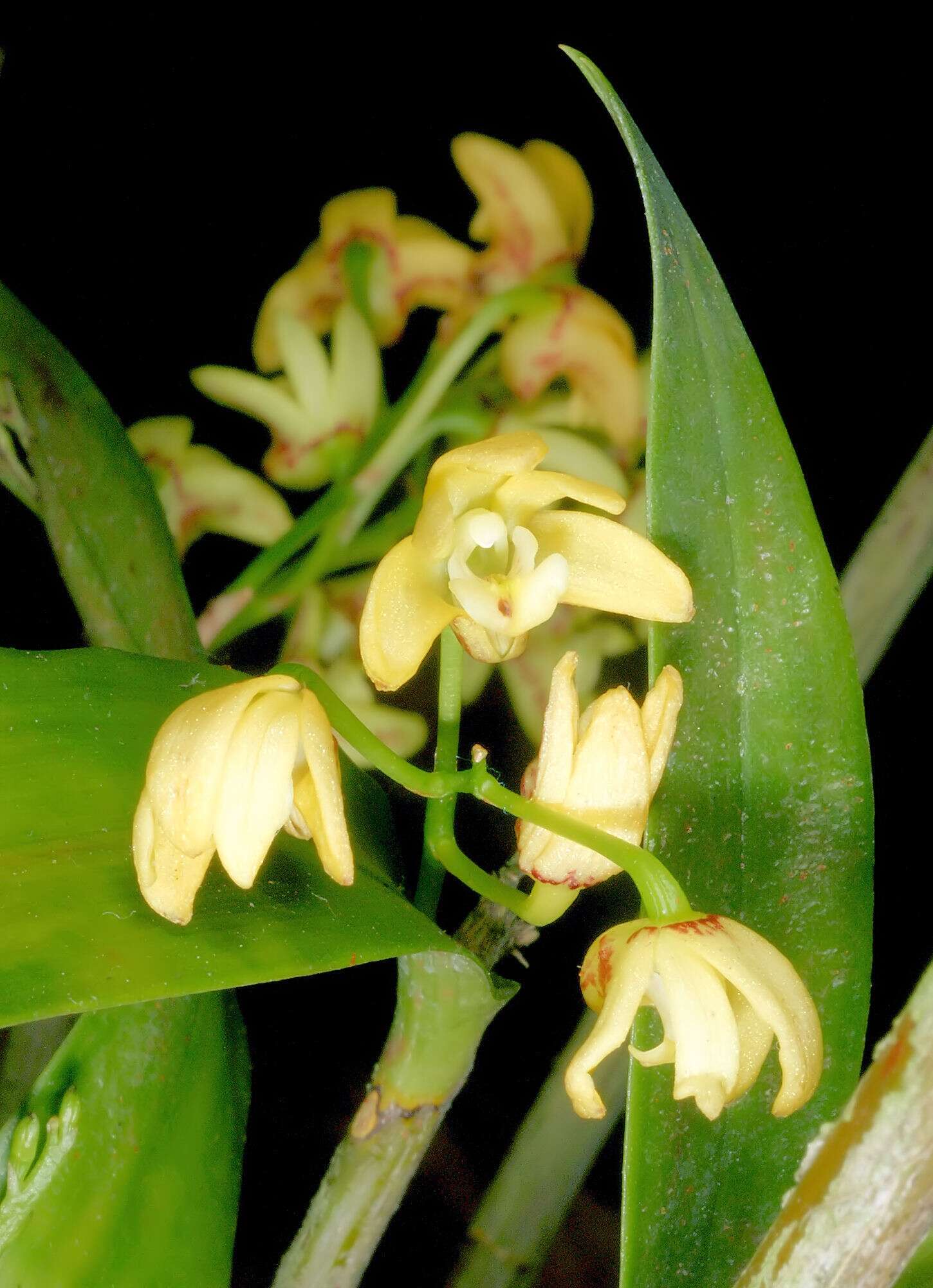 Слика од Dendrobium gracilicaule F. Muell.