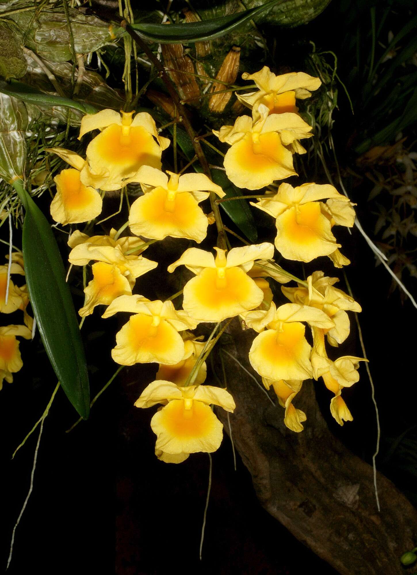 Imagem de Dendrobium lindleyi Steud.