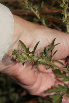 Image of Peruvian ragweed