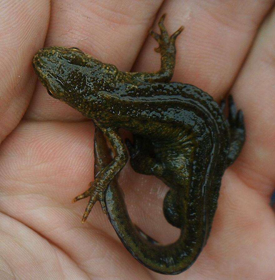 Image of Carpathian Newt