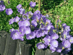 Image of tussock bellflower