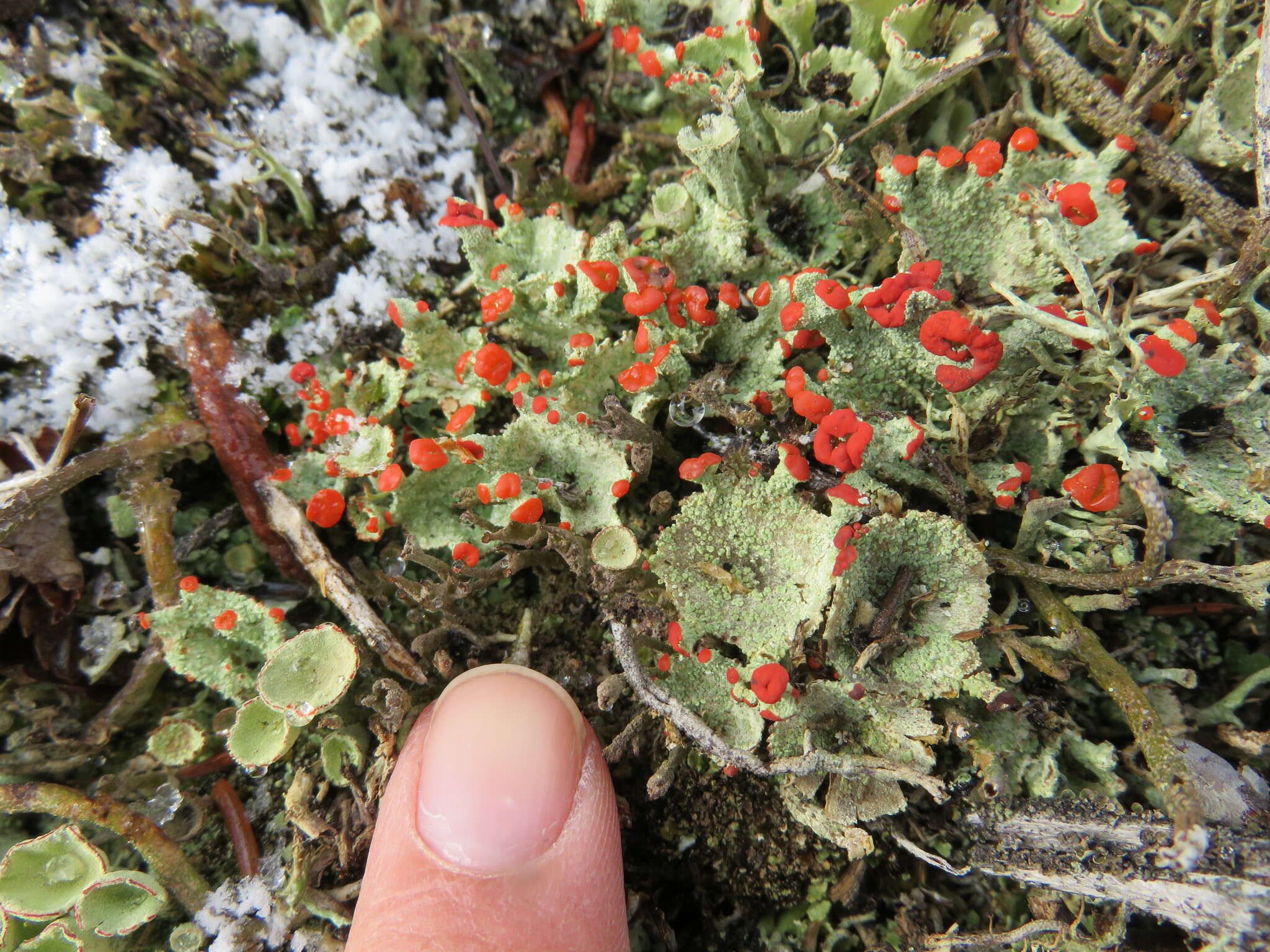 Image of boreal cup lichen