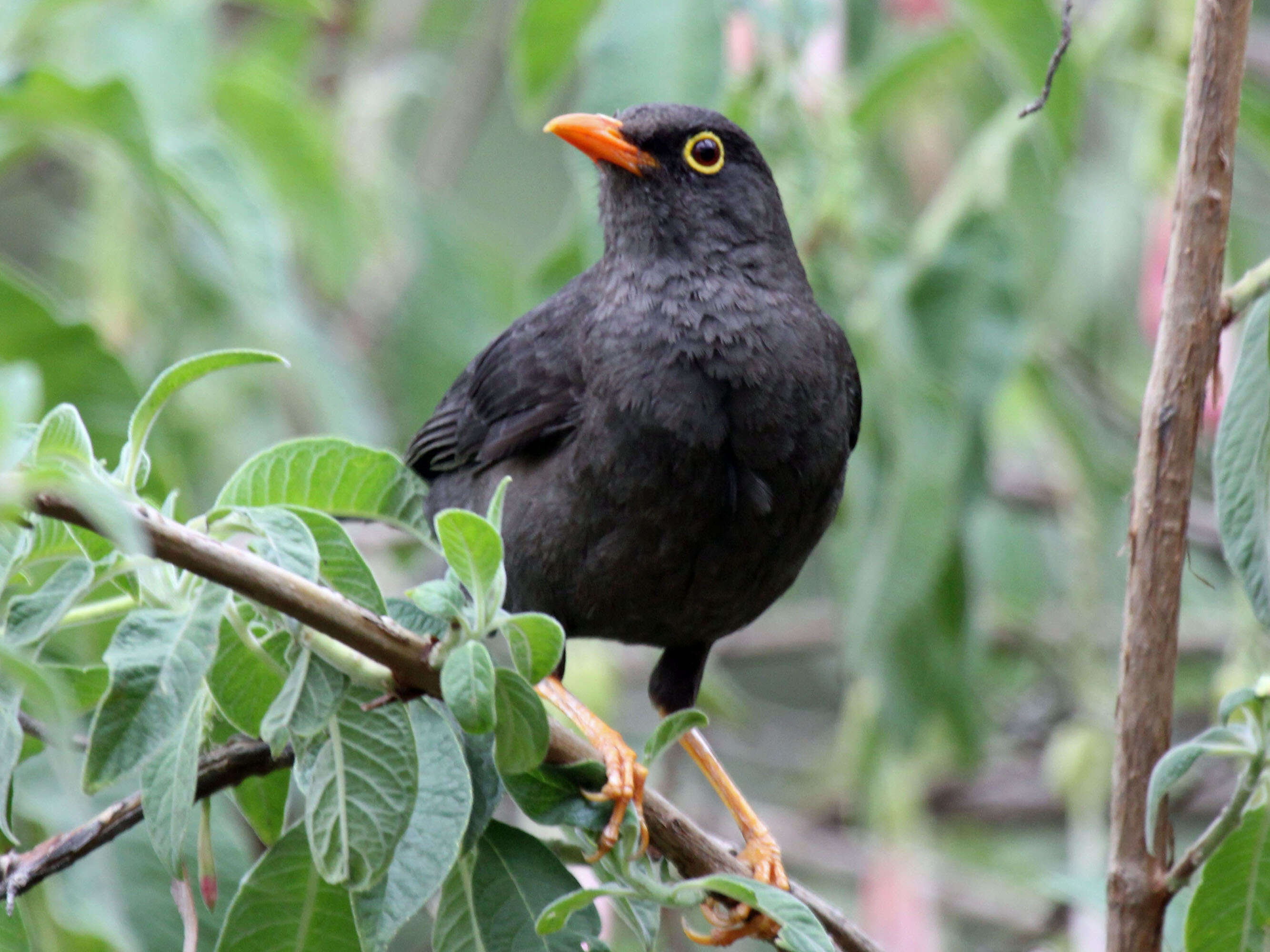 Image of Glossy-black Thrush