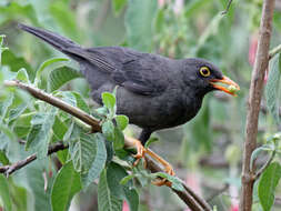 Image of Glossy-black Thrush