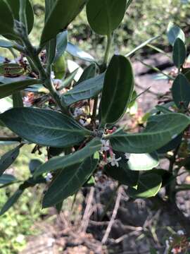 Image of Round-leaved Poison-bush