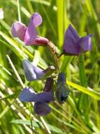 Imagem de Lathyrus palustris L.