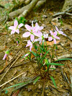 Image of Virginia springbeauty