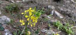 Image of Sinapis alba subsp. mairei (H. Lindb.) Maire