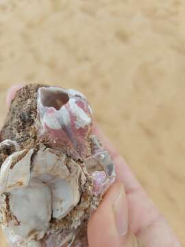 Image of titan acorn barnacle