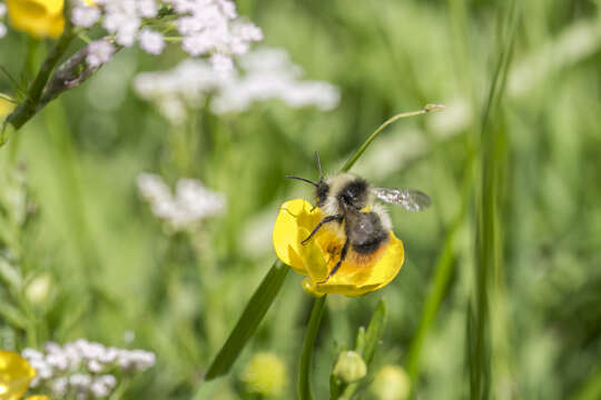 Image of Bombus pyrenaeus Pérez 1879