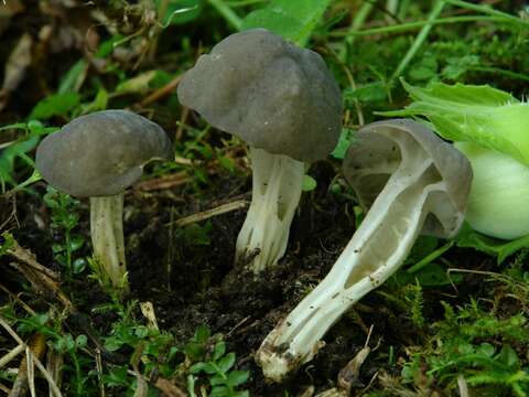 Helvella phlebophora Pat. & Doass. 1886 resmi