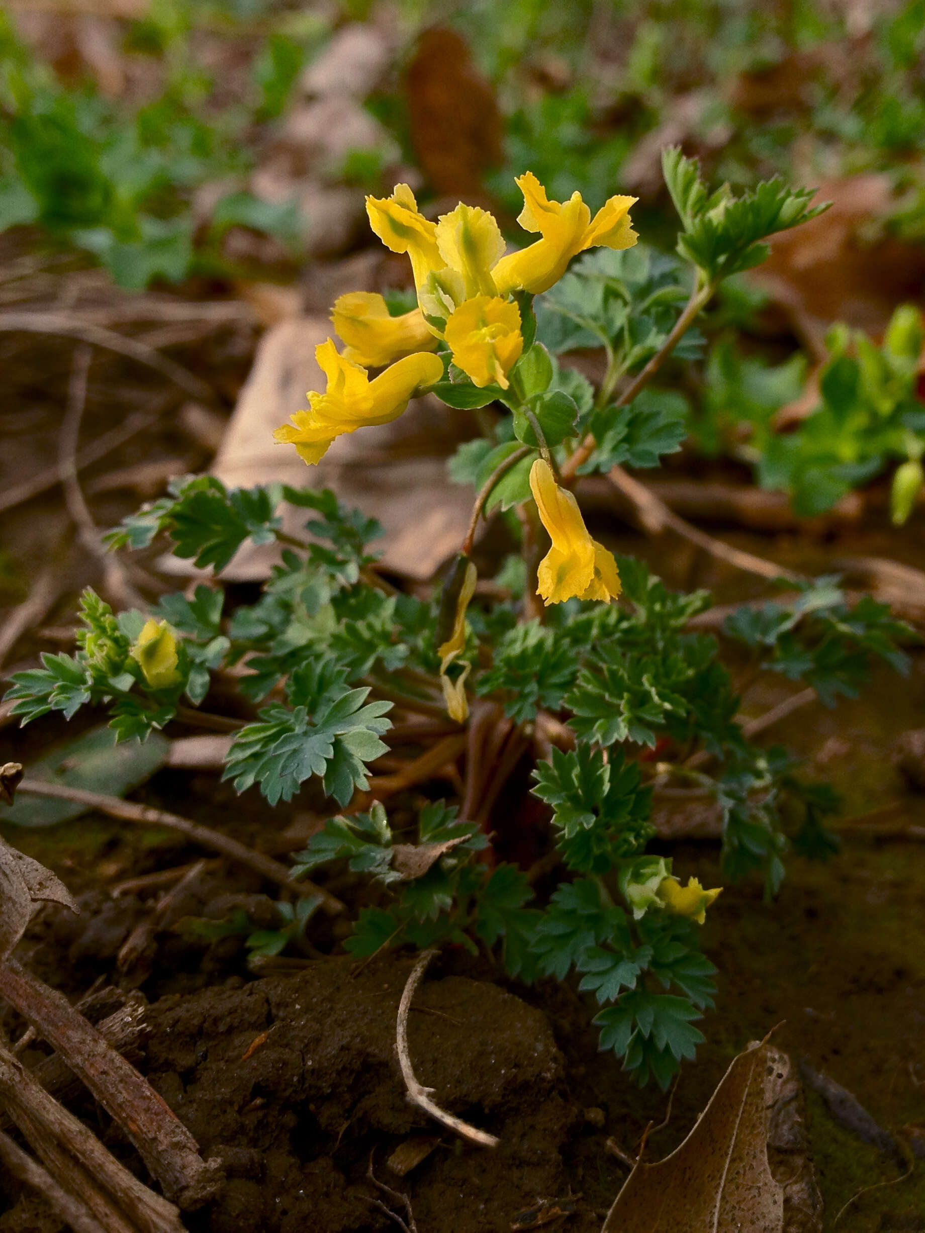 Corydalis flavula (Raf.) DC.的圖片