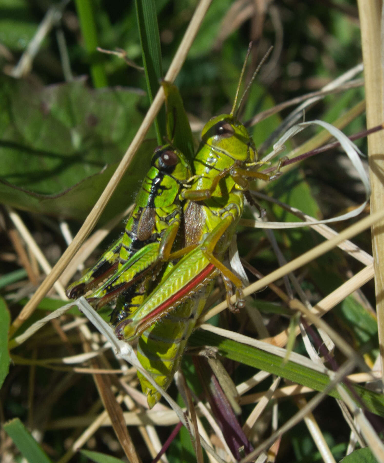 Image of Miramella (Kisella) alpina (Kollar 1833)