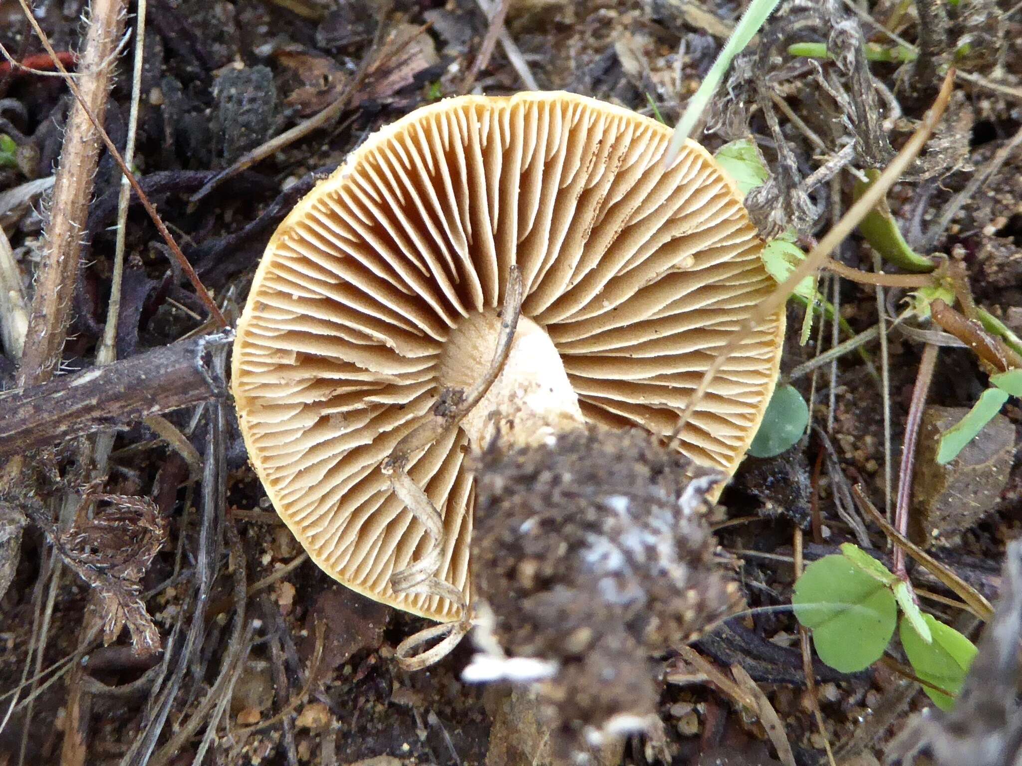 Image of Agrocybe pediades (Fr.) Fayod 1889