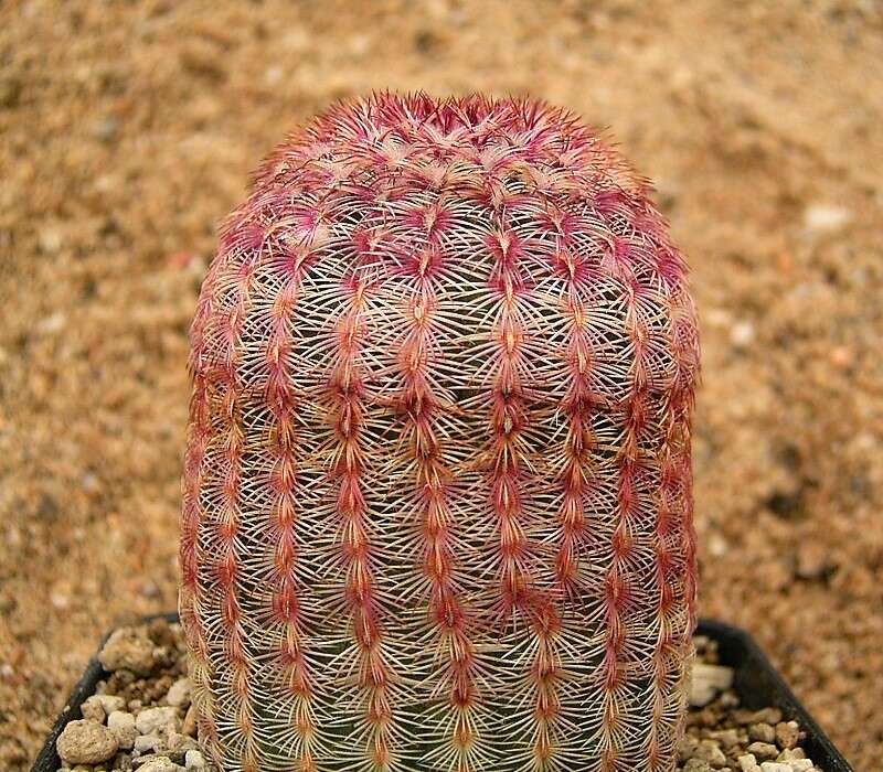 Image of Arizona Rainbow Cactus