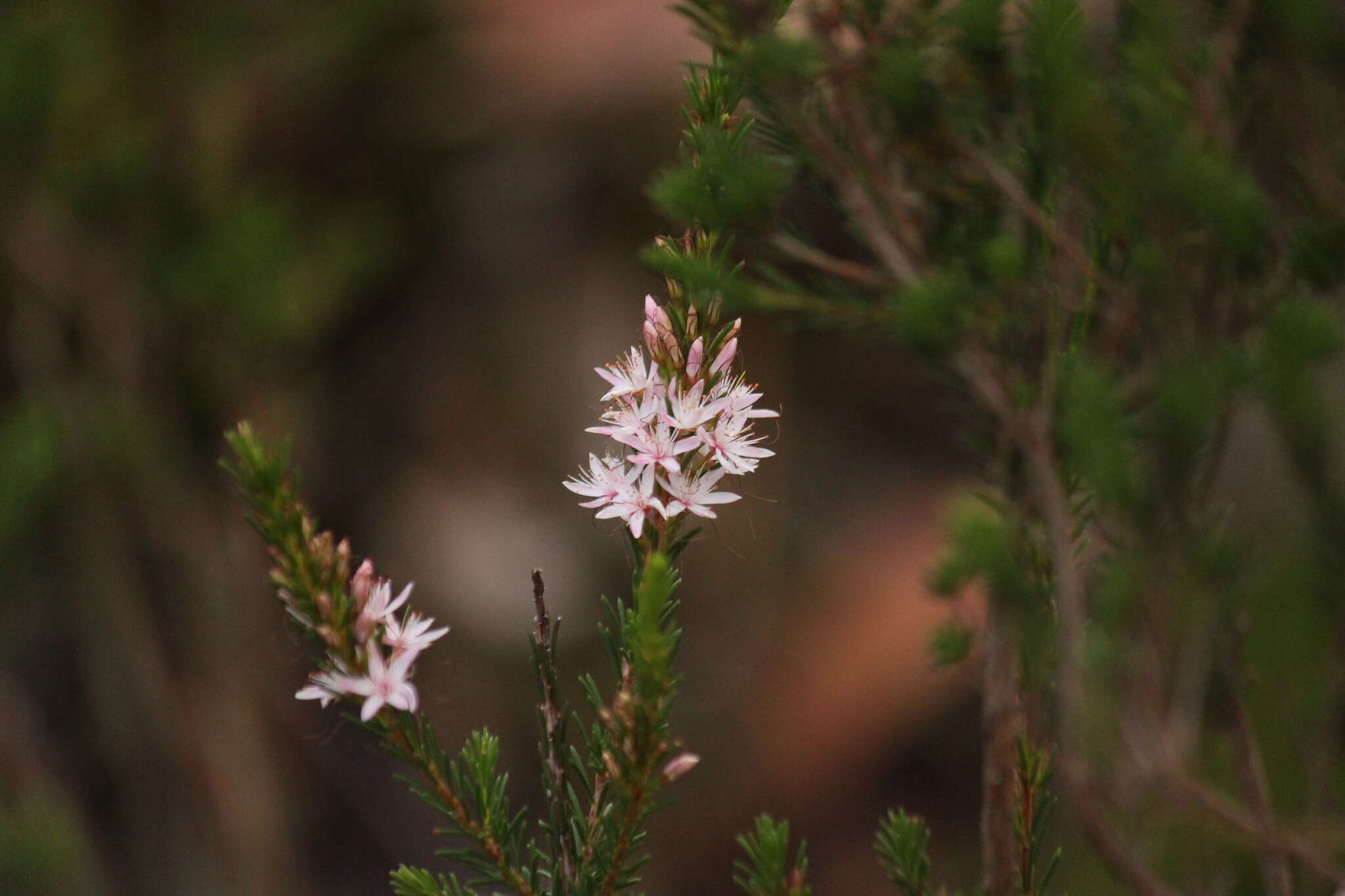 Image of Calytrix tetragona Labill.