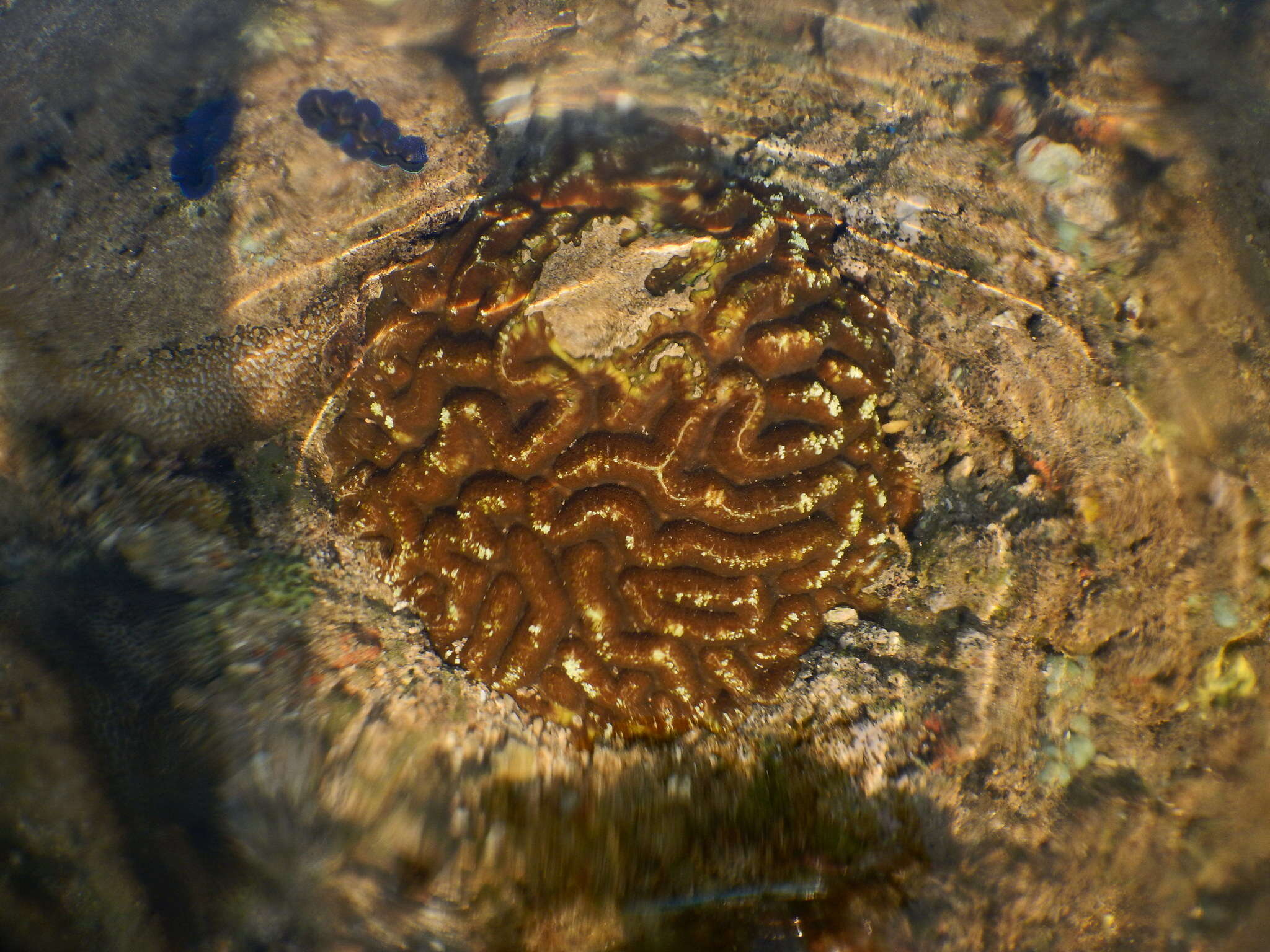 Image of Greater Brain Coral