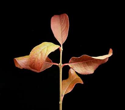 Image of Common spindle tree