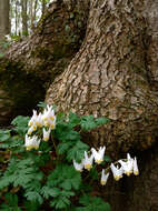 Image of dutchman's breeches