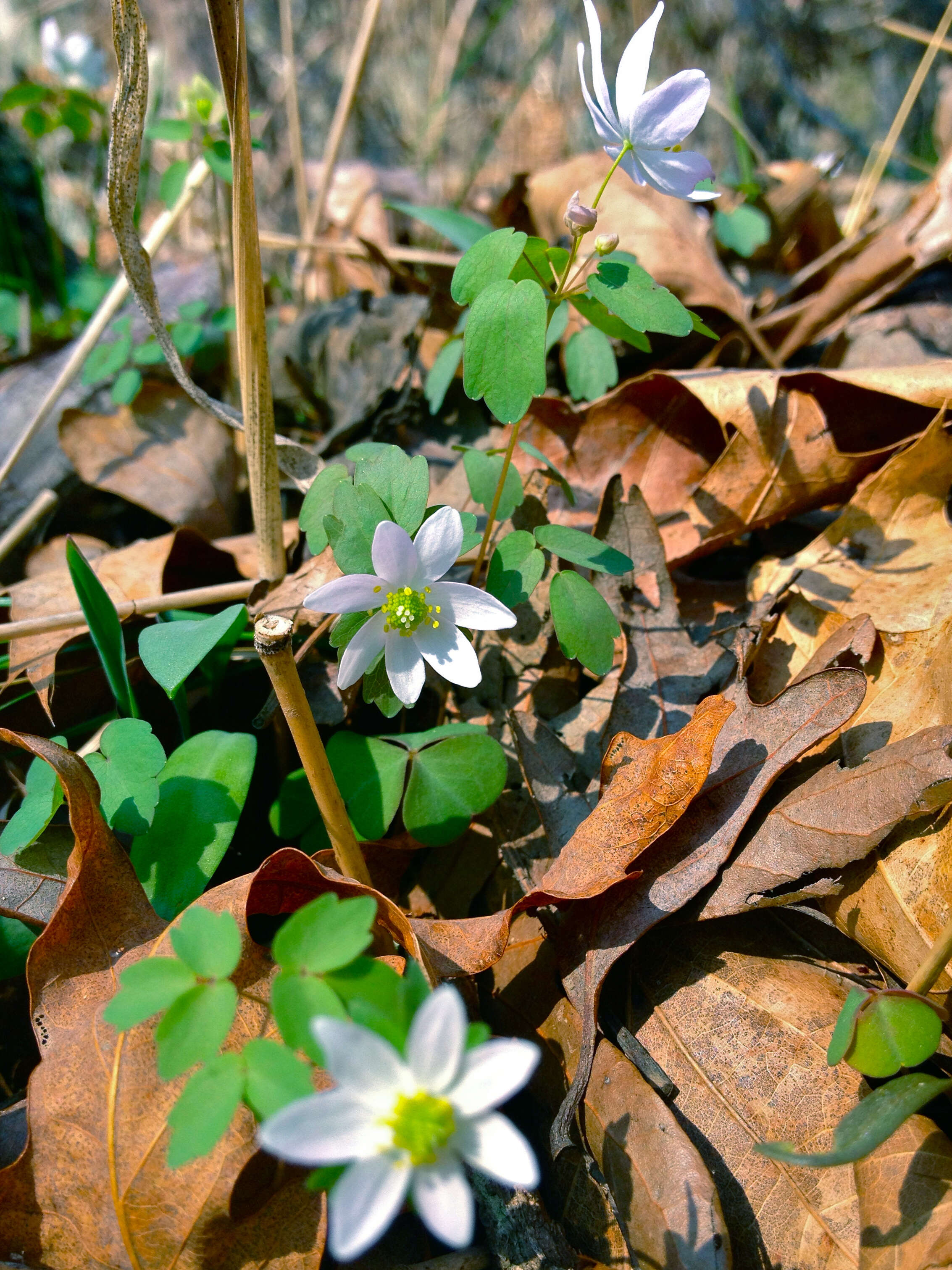 Image of Rue-Anemone