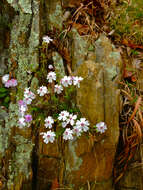 Image of moss phlox